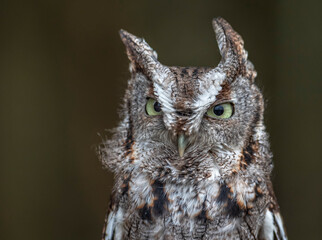 Portrait of an Eastern Screech Owl