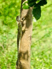 lizard on a tree