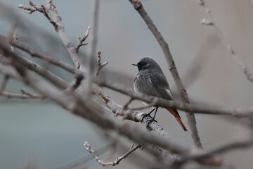 Codirosso spazzacamino