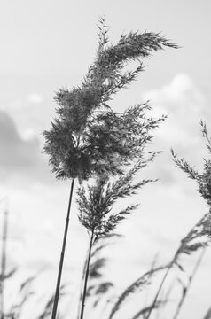 Fototapeta Black and white photo of a reed against a cloudy sky
