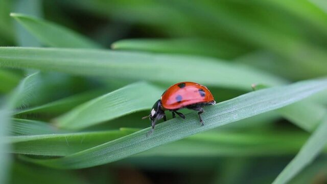 Red and black ladybug insect crawling on fresh spring summer grass macro close up, selective focus