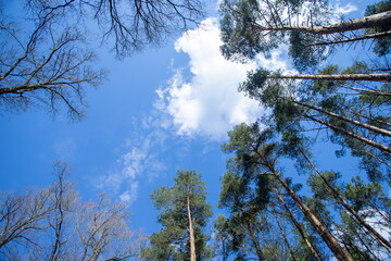 Dolina Jezierzycy - Korony Drzew na tle niebieskiego nieba - Polska