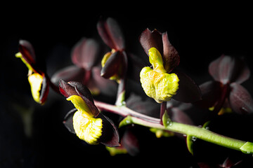 Orchid. Catasetum hybrid on black background. Catasetum tenebrosum. A photo of a stunning almost black orchid hybrid.