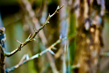 A orange tree thorn after a winter storm.