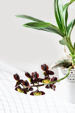 Orchid. Catasetum hybrid on white background. Catasetum tenebrosum. A photo of a stunning almost black orchid hybrid.