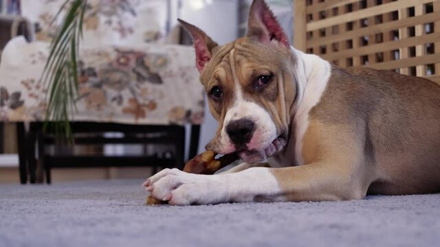 An American Staffordshire Terrier puppy gnaws a bone. Close-up portrait. The concept of keeping dogs in the house, pet delicacy.