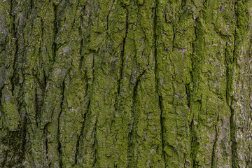 abstract background of moss covered tree trunk close up