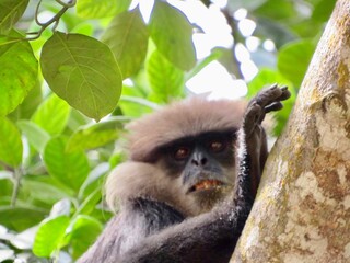 Obraz premium white tailed macaque