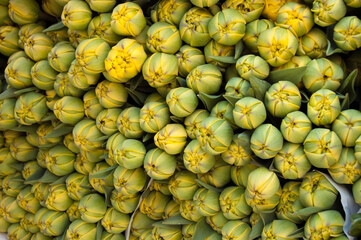 Gelbe Tulpensträuße auf dem Markt am Aachener Dom