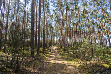 Ścieżka leśna w 