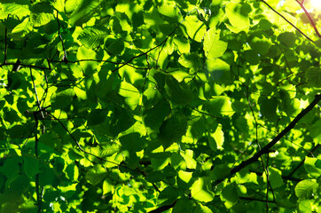 Fototapeta na wymiar green leaves in the sun tree branches foliage natural background