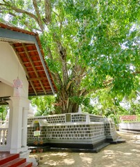 gazebo in the garden