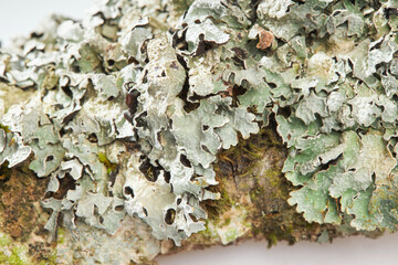 Green Shield Lichen (Flavoparmelia caperata) close up, macro shot, studio light