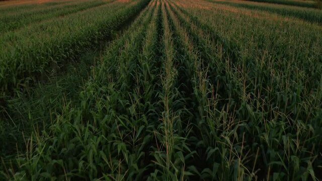 Aerial view of a cornfield in the night