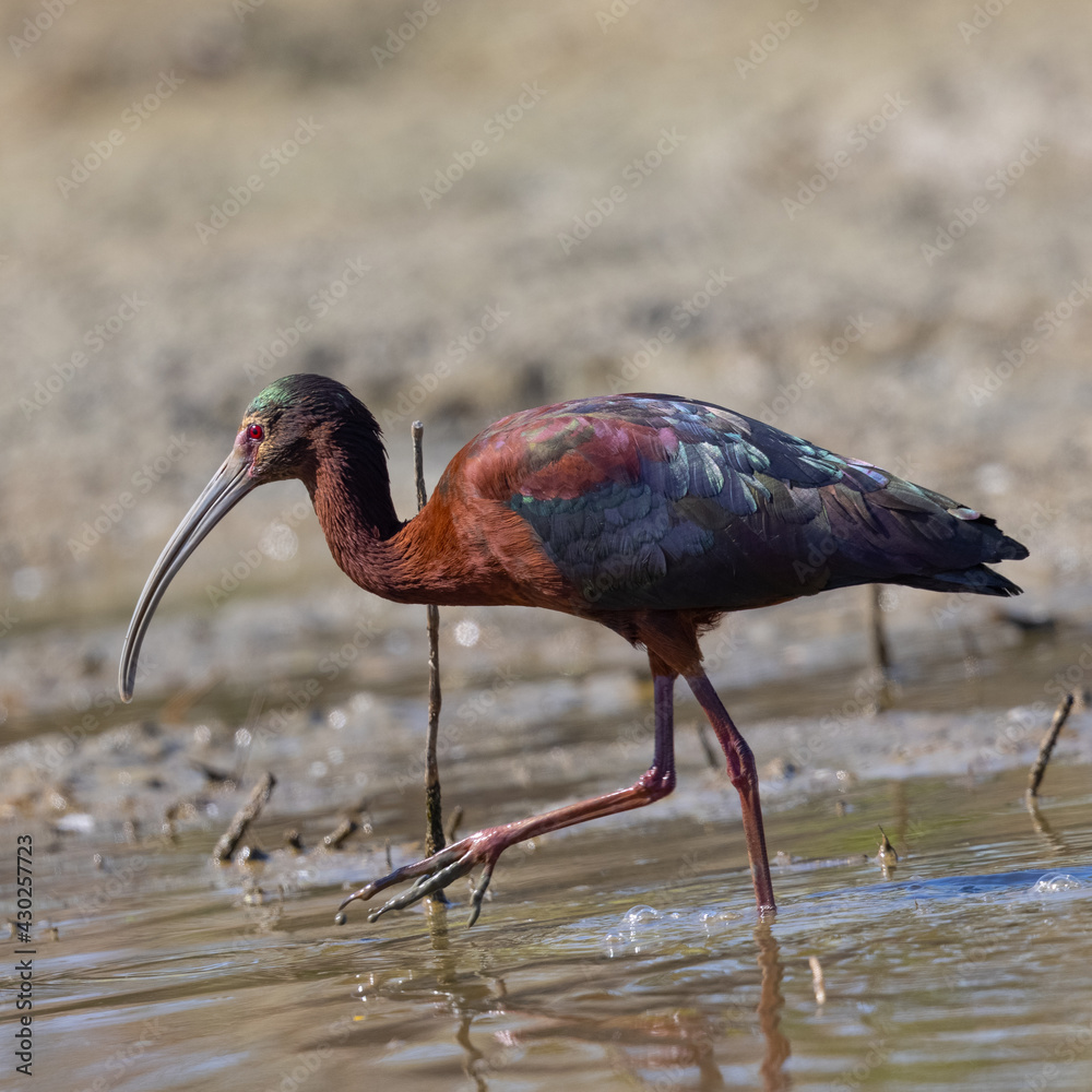 Poster White-faced Ibis, seen in the wild in a North California marsh