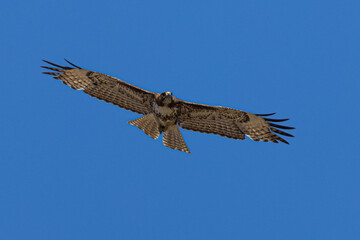 red-tailed hawk flying in beautiful light , seen in the wild in  North California 