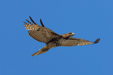 red-tailed hawk flying in beautiful light , seen in the wild in  North California 