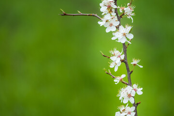 part of flowering branch and free space of green background