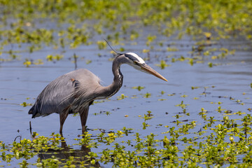 Great egret hunting, seen in the wild in a North California marsh 