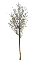 Olea Europaea, known also as Olive tree, cut out tree on white background