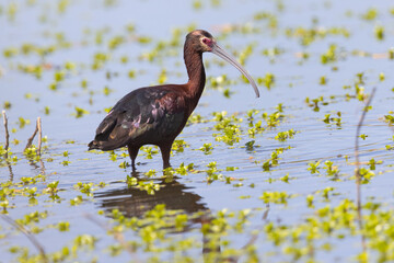 White-faced Ibis, seen in the wild in a North California marsh