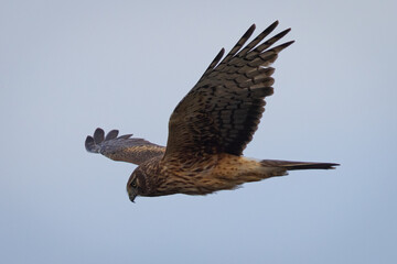 Extremely close view of a female  hen harrier (Northern harrier)  flying in beautiful light, seen in the wild in North California