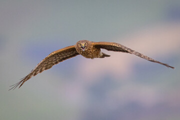 Extremely close view of a female  hen harrier (Northern harrier)  flying in beautiful light, seen in the wild in North California