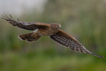 Extremely close view of a female  hen harrier (Northern harrier)  flying in beautiful light, seen in the wild in North California