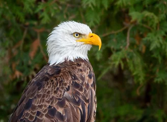Foto op Plexiglas Bald eagle portrait © Nina