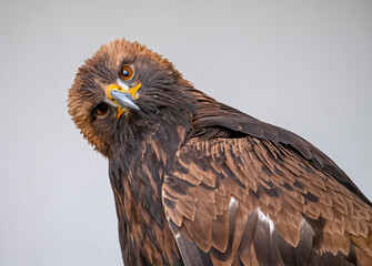 Candid Golden Eagle portrait