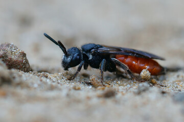 Closeup of a colorful red box -headed bloodbee, Sphecodes monilicornis on the ground