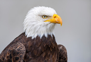 portrait of a Bald Eagle