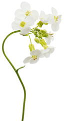 Flowers of arabis, isolated on white background