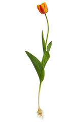 Blossom flower of tulip with bulb and roots, isolated on white background