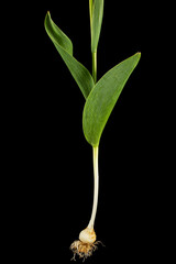 Bulb, roots and green leafs of tulip flower, isolated on black background