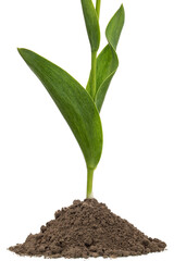 Green leafs of tulip flower growing from heap of soil, isolated on white background
