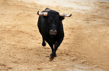 toro español con grandes cuernos en una plaza de toros durante un espectaculo de toreo