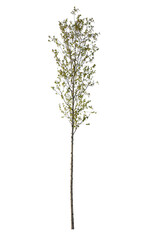 Birch tree, belonging to the Betula family, isolated on white background