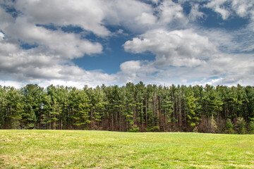 Green pine trees in the forest in the spring