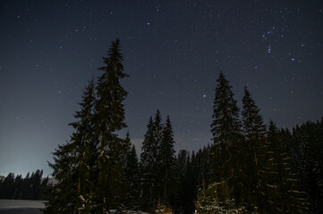 Fototapeta na wymiar Night forest in winter in the mountains