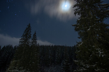 Fototapeta na wymiar Night forest in winter in the mountains