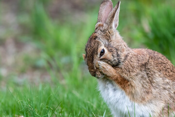 Eastern cottontail rabbit in grass cleaning face