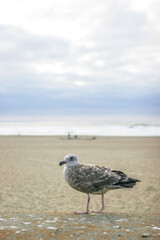 seagull on the beach