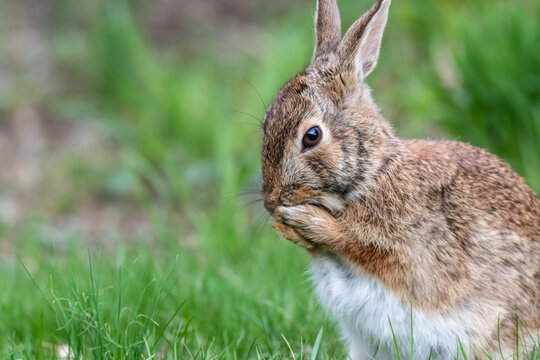 Eastern cottontail rabbit in grass cleaning face