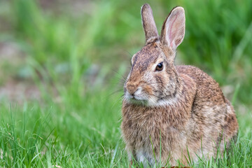 Eastern Cottontail Rabbit portrait in grass