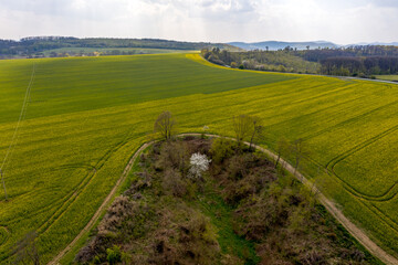 Green fields with blue sky, spring and summer colors