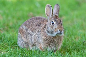 Naklejka na ściany i meble Eastern cottontail rabbit in grass facing right angle