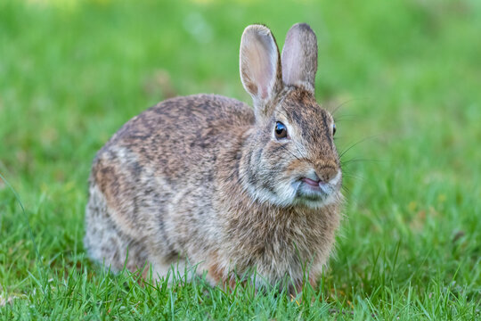 Eastern cottontail rabbit in grass facing right angle