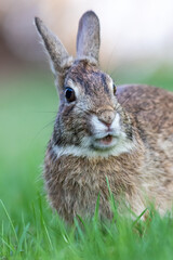 Eastern Cottontail Rabbit portrait in grass