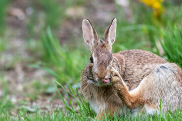 Wild rabbit scratching its face with foot